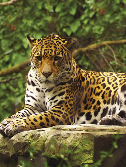 Close-up view of a Jaguar