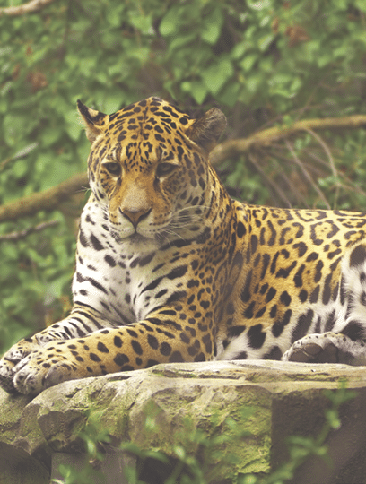 Close-up view of a Jaguar