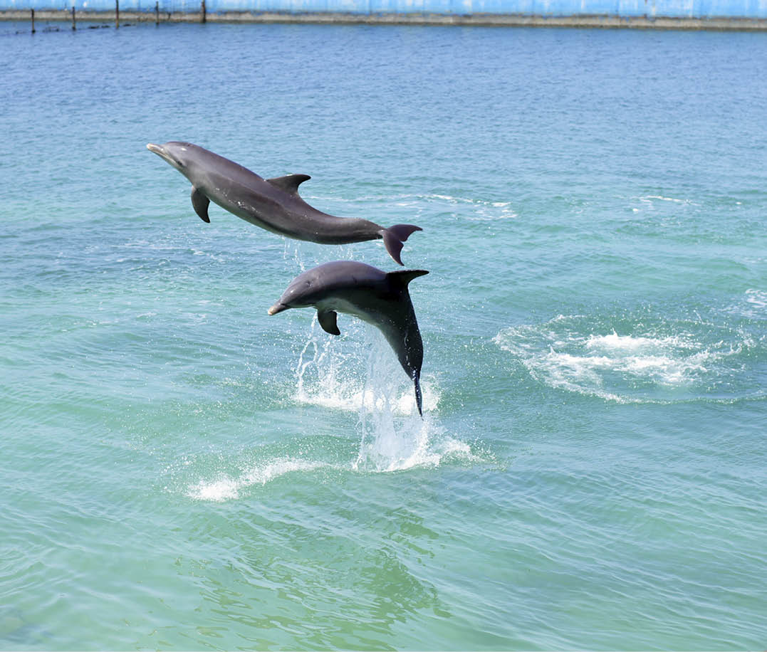 Naranjo Bay dolphins